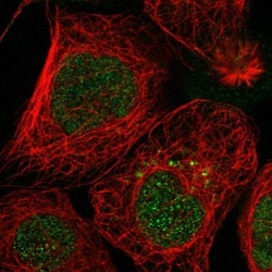 SH3YL1 Antibody, Novus Biologicals:Antibodies:Primary Antibodies